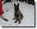 Belgick ovk - Malinois