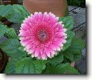 Gerbera