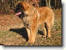 Leonberger