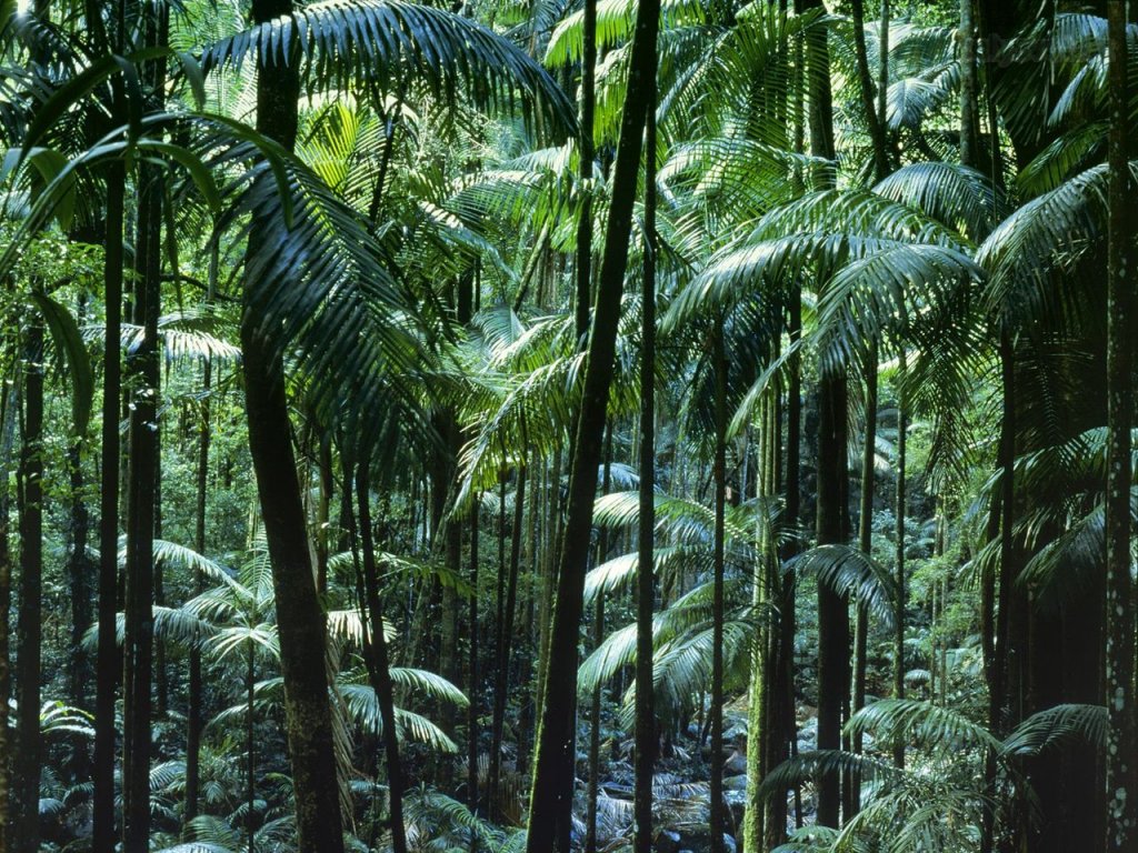 Foto: Tamborine National Park, Queensland, Australia