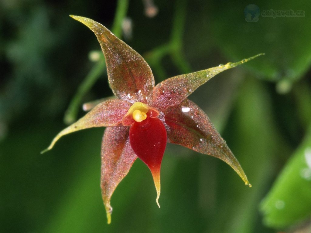 Foto: Miniature Epiphytic Orchid, Costa Rica