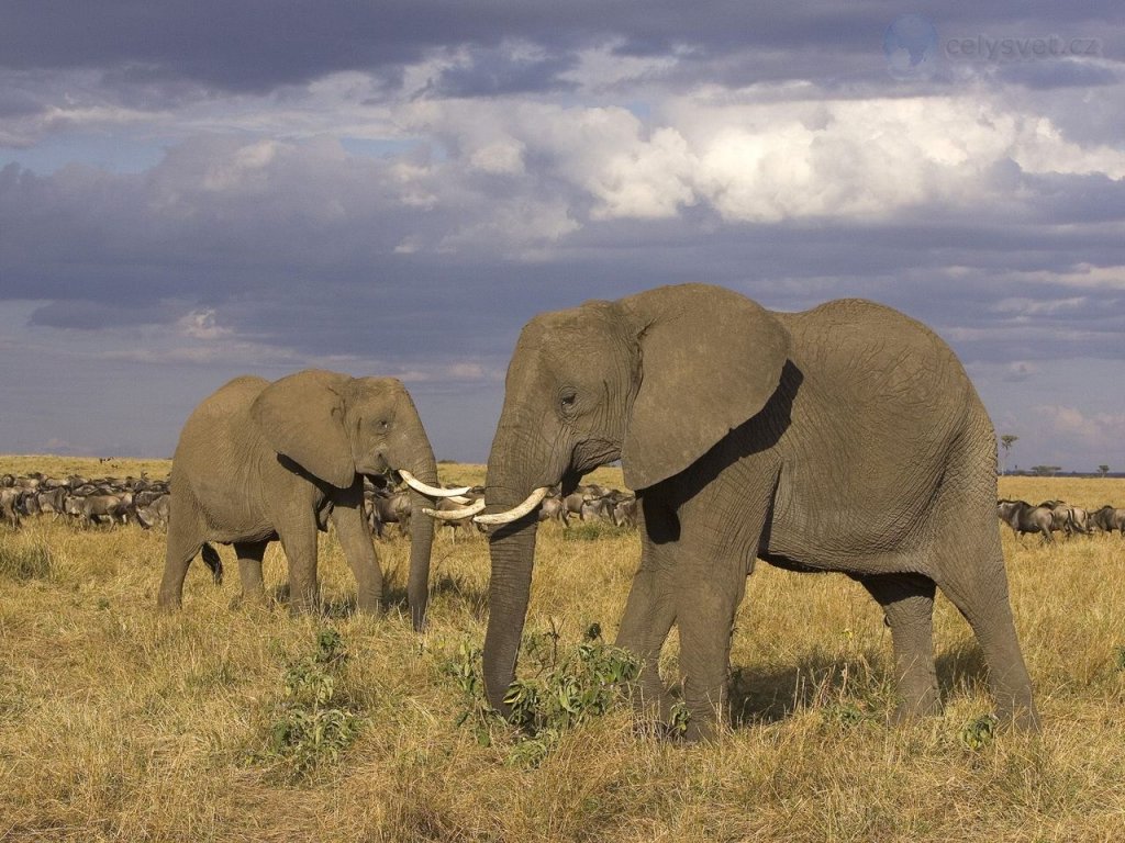 Foto: African Elephants, Masai Mara, Kenya