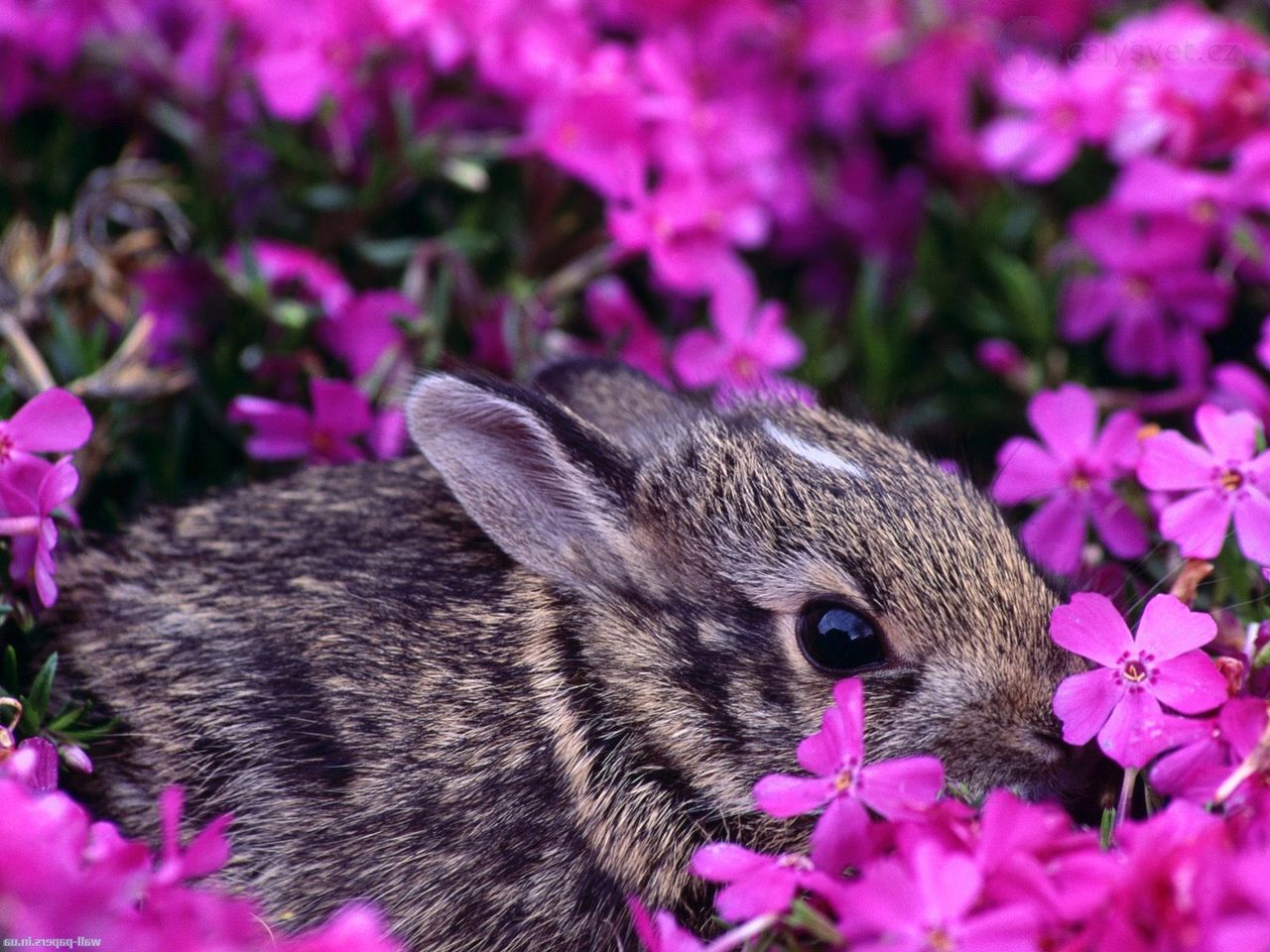 Foto: Baby Eastern Cottontail Rabbit, Indiana