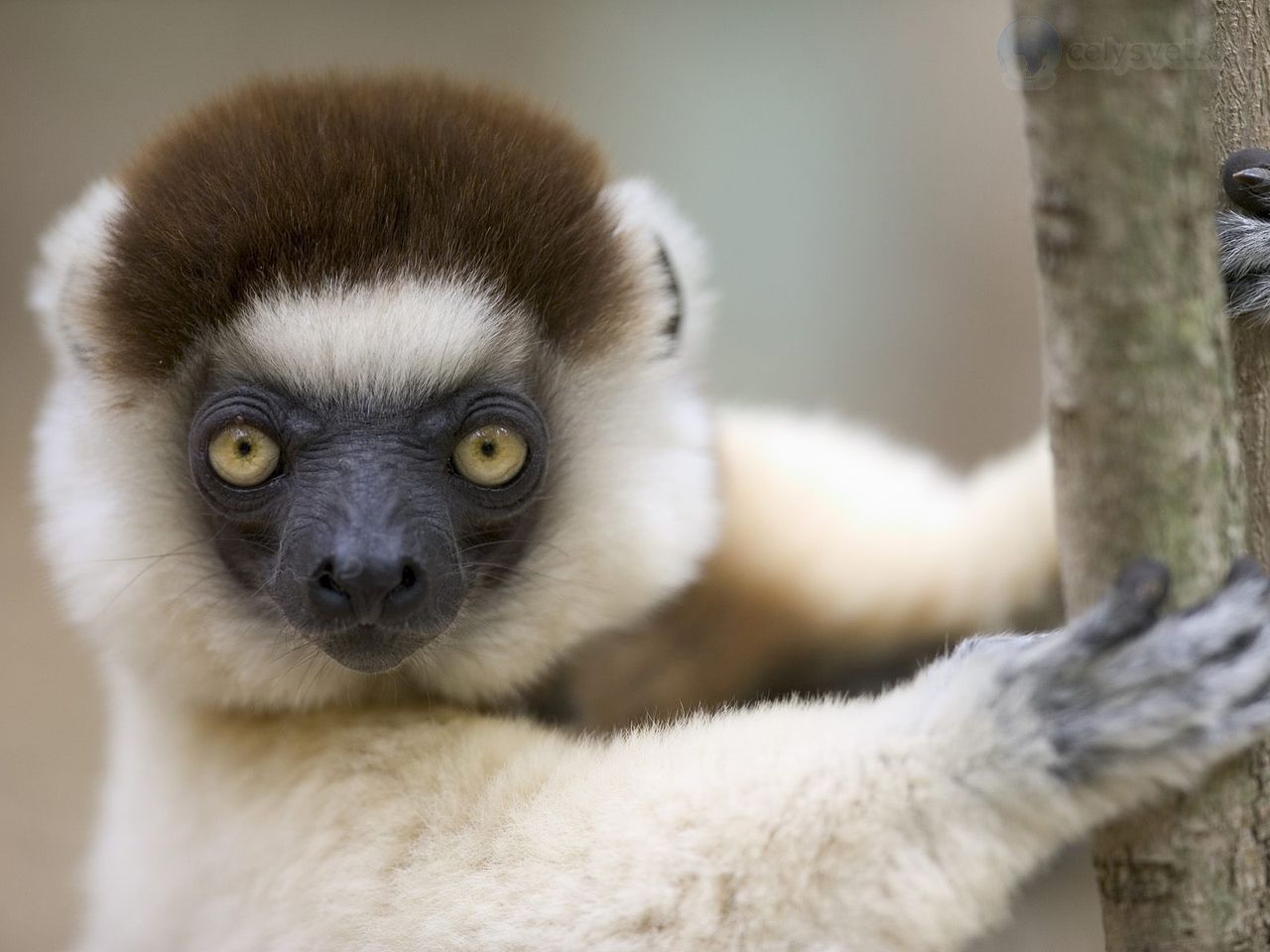 Foto: Verreaux Sifaka, Berenty Reserve, Madagascar