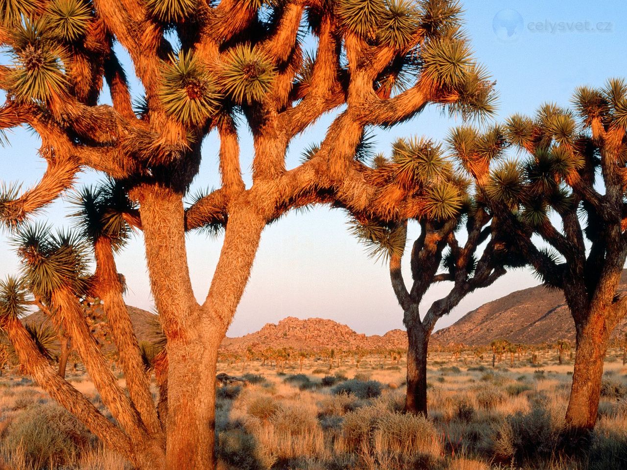 Foto: Sunrise, Joshua Tree National Monument, California