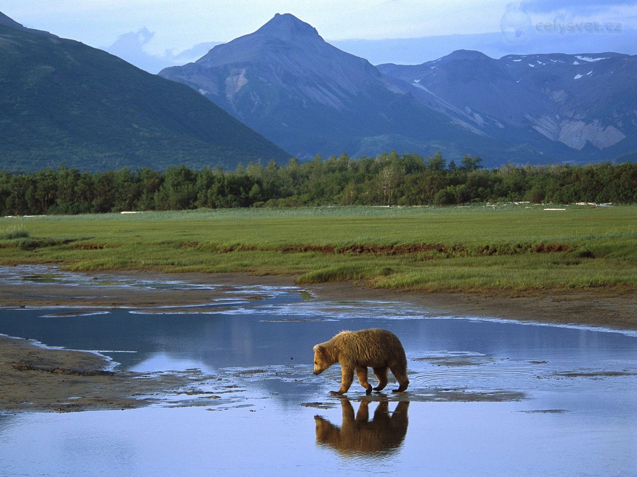 Foto: Grizzly Bear Crossing River, Katmai National Park, Alaska