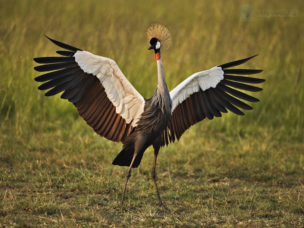 Foto: African Crowned Crane, Masai Mara, Kenya