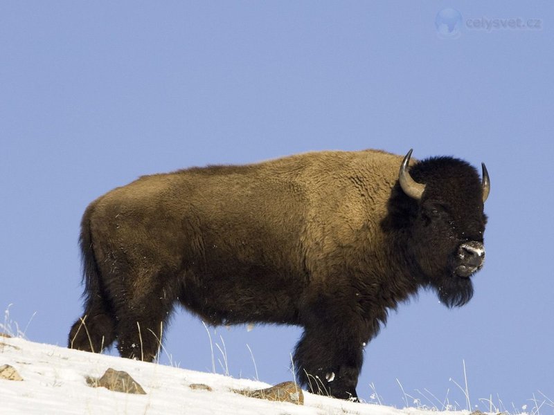 Foto: American Buffalo, Yellowstone National Park