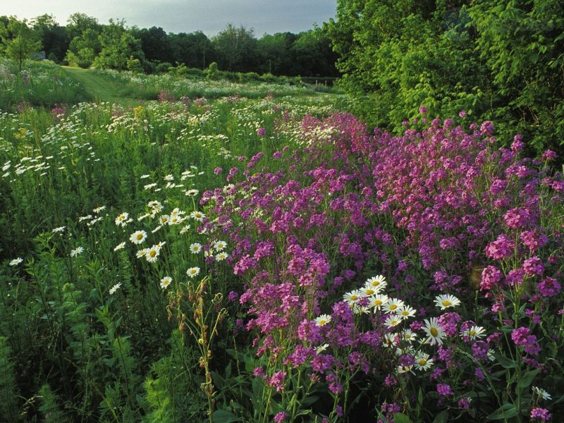 Foto: Summer Wildflowers, Kentucky