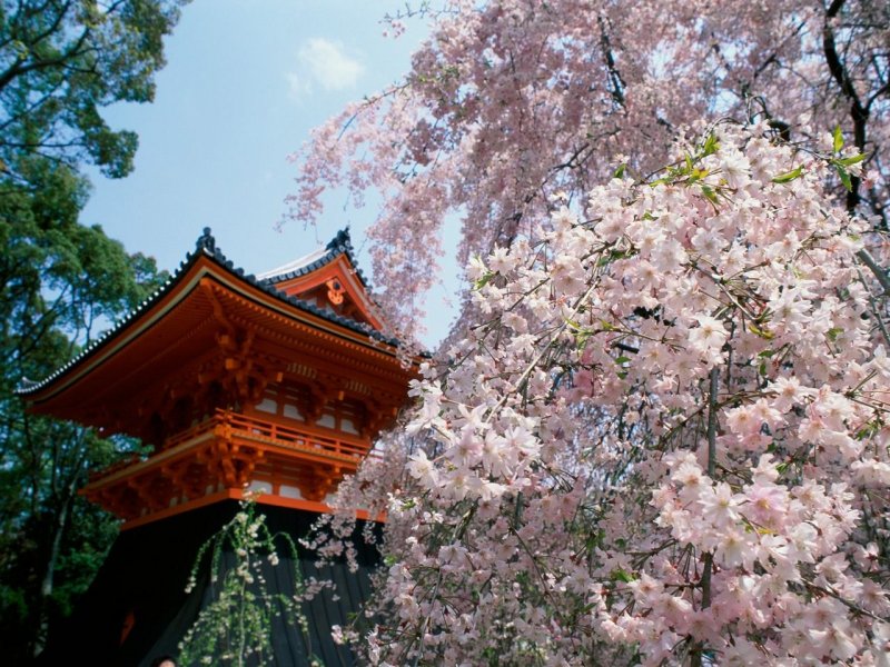 Foto: Cherry Blossoms, Ninnaji Temple, Kyoto, Japan