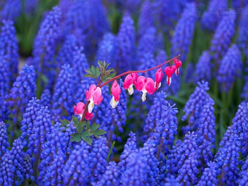 Foto: Bleeding Hearts Among Grape Hyacinths, Keukenhof Gardens, Lisse, Holland