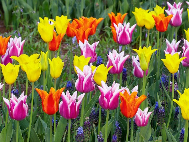 Foto: Colorful Tulips, Keukenhof Gardens, Lisse, Holland