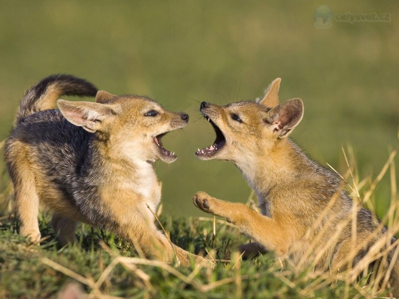 Foto: Six Week Old Black Backed Jackal Pups Playing, Masai Mara, Kenya