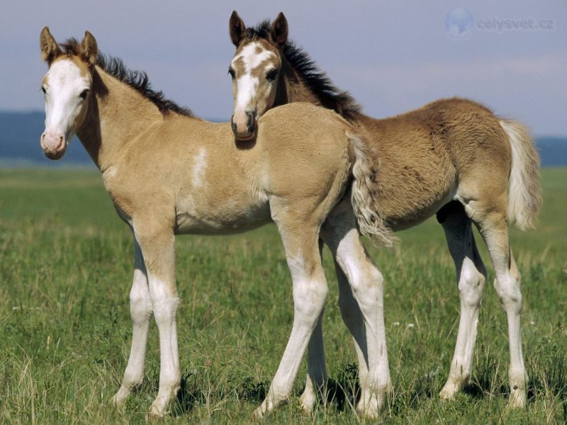 Foto: Spanish Mustangs, Wyoming