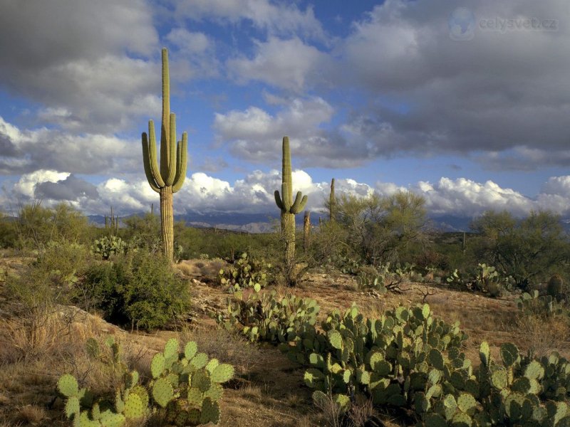 Foto: Saguaro National Park, Arizona